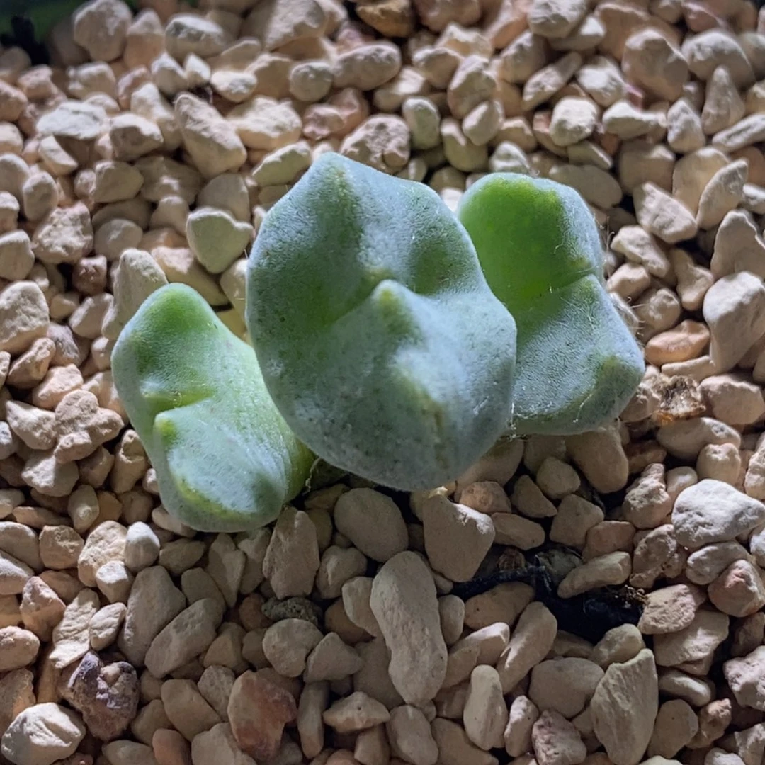 2.5厘米大年份毛绒绒绿豆糕