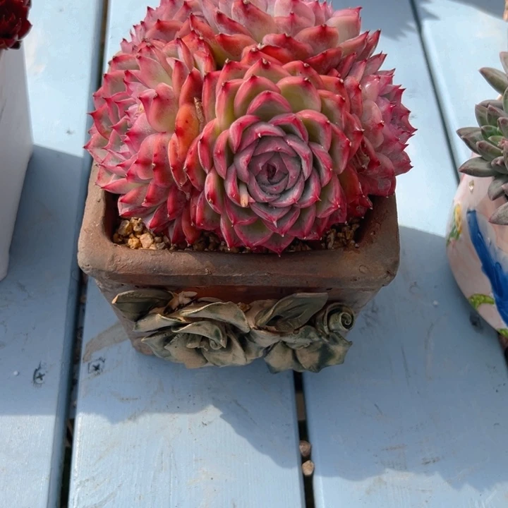 潇***肉侧影带盆一物一拍