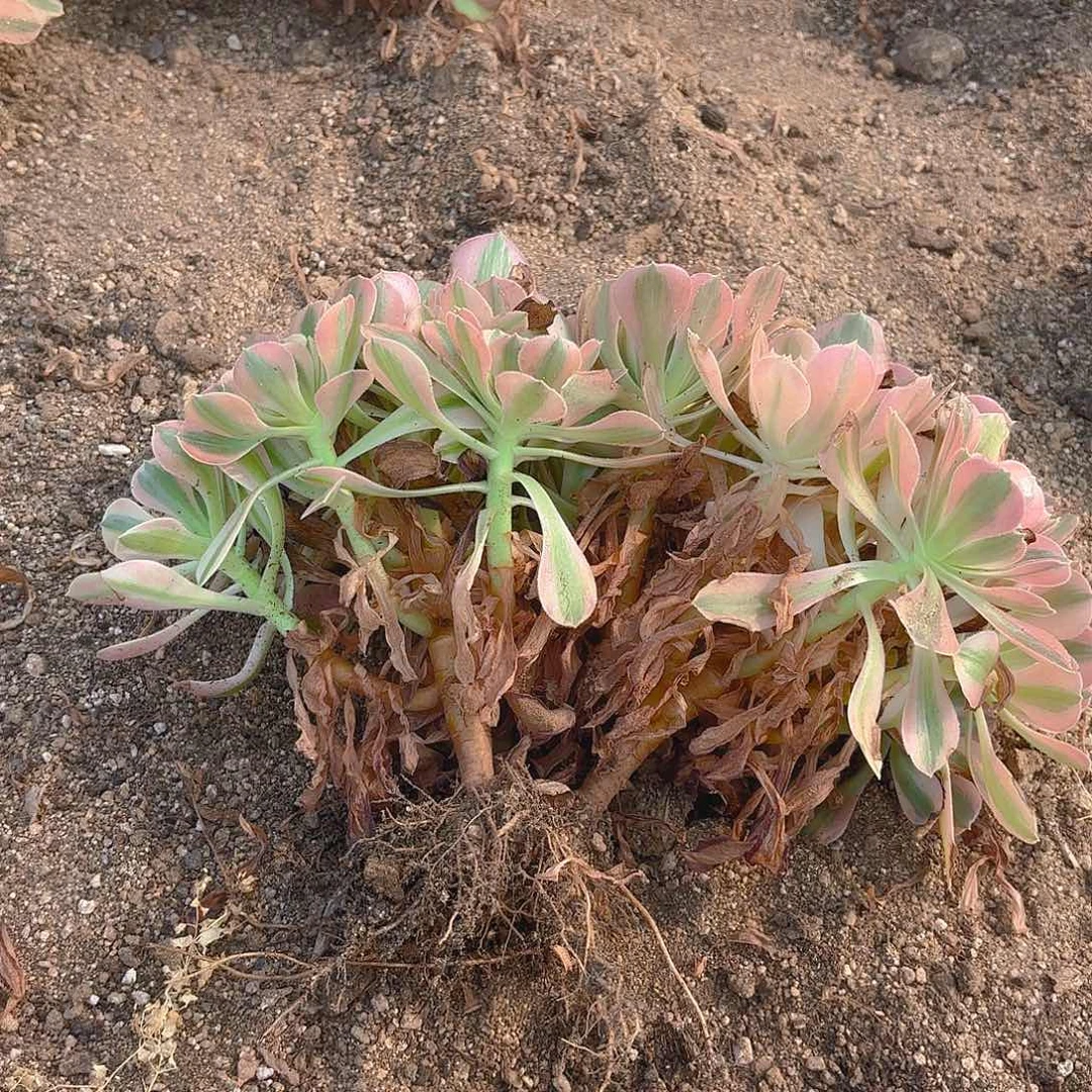 雨花石两颗多肉植物三号