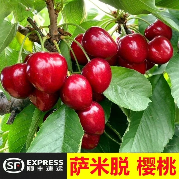 烟台福山爱心冰糖脆沙蜜托大樱桃顺丰直发3-5斤装【胖哥专属】