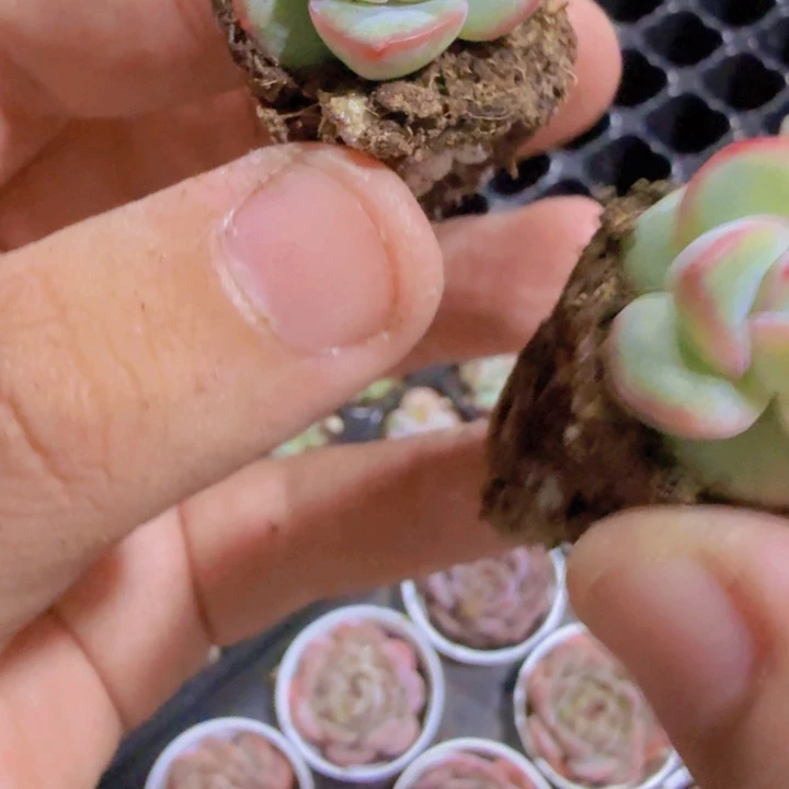 奶油泡芙穴盘五颗一组