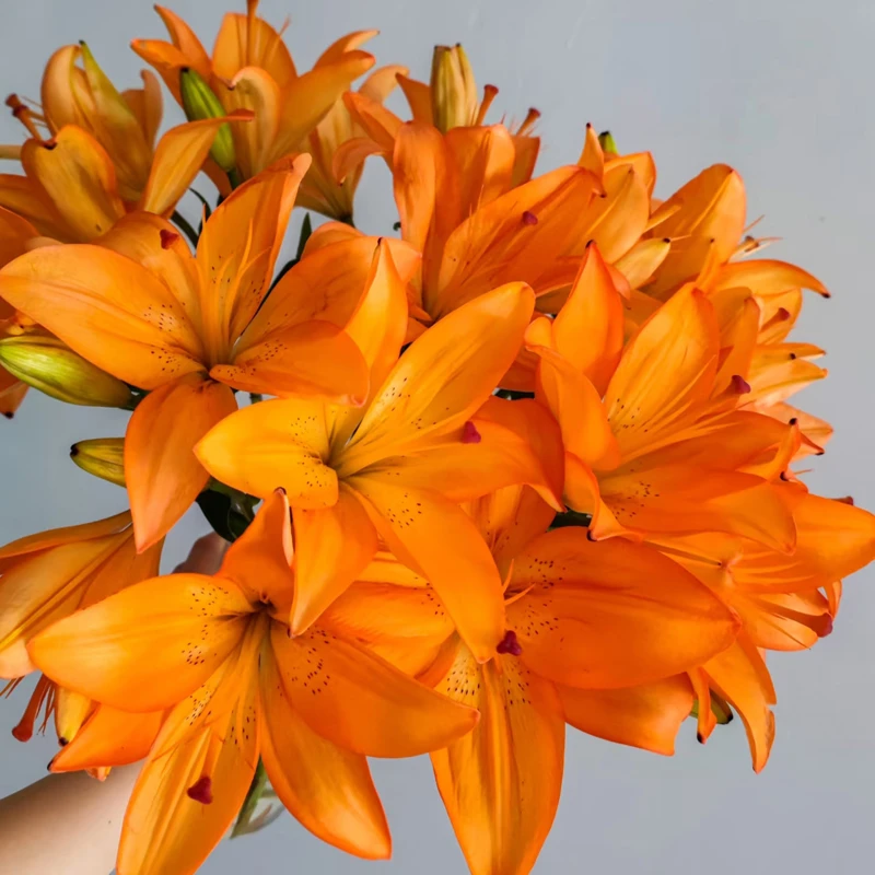 辽宁凌源鲜花百合花橙色梦想亚洲百合家庭水培花卉生活鲜切花花束