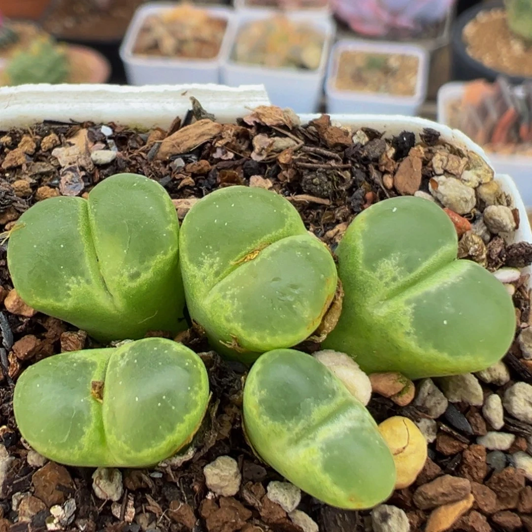 62多肉植物百科大眼睛1450.81