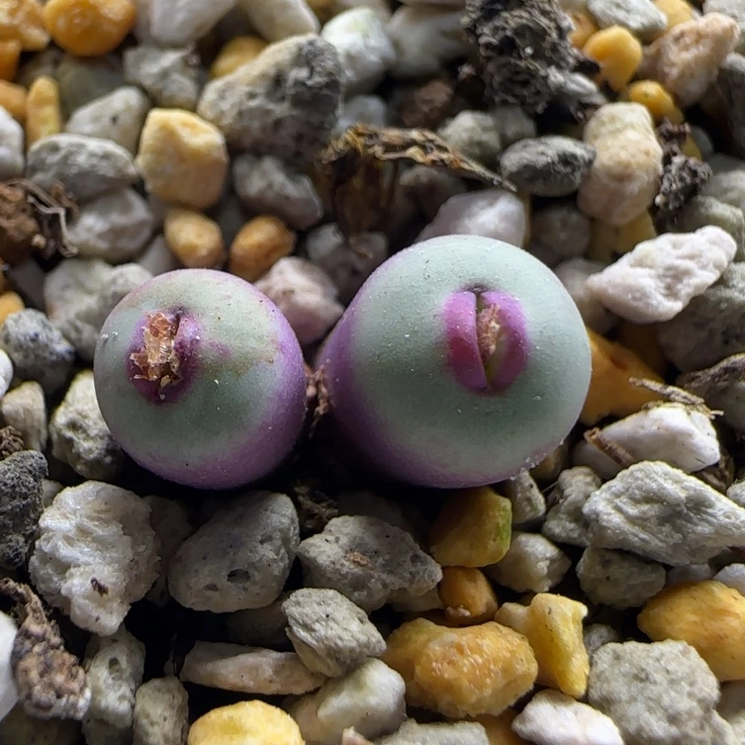 10-25-6-2当天满38包邮疯狂星期六福利0.7cm脱土