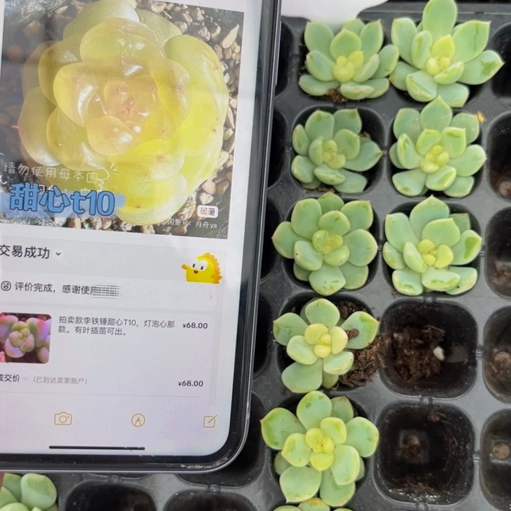 T10多肉植物多肉植物