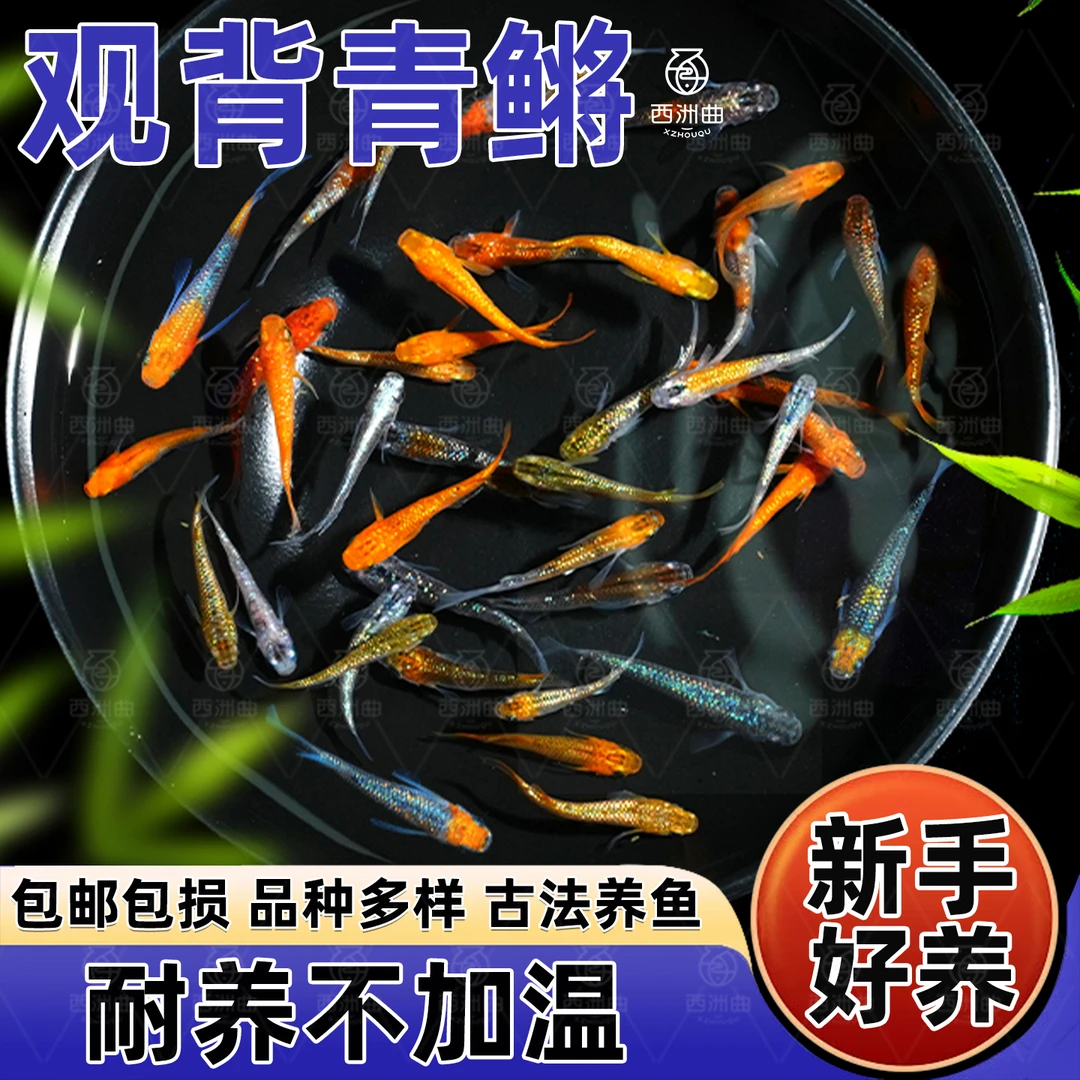观背青鳉冷水鱼苗新手好养耐活可除油膜的水族宠物