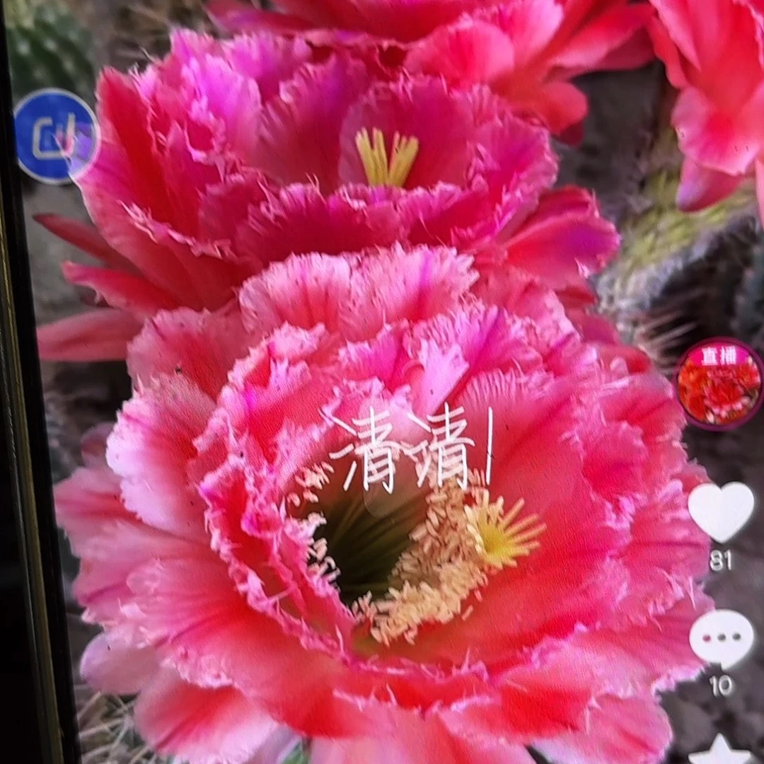 清一号无根侧牙五公分左右1