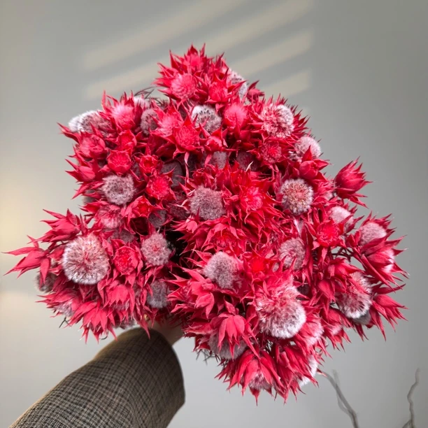 二狗家 吸色新娘花 小众鲜花