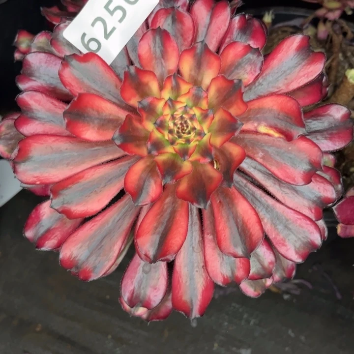 新品红颜蜜语砍头自己生根不售后