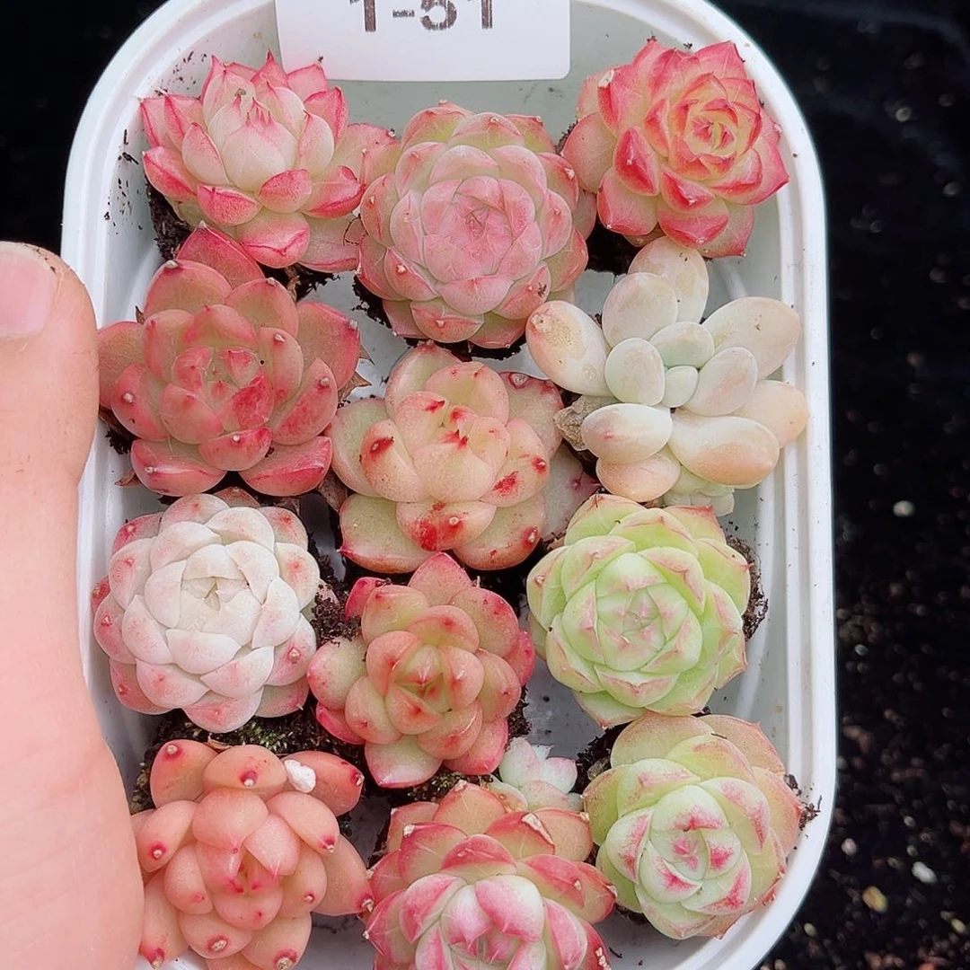 1-51 新疆西藏内蒙不发 12.8包邮