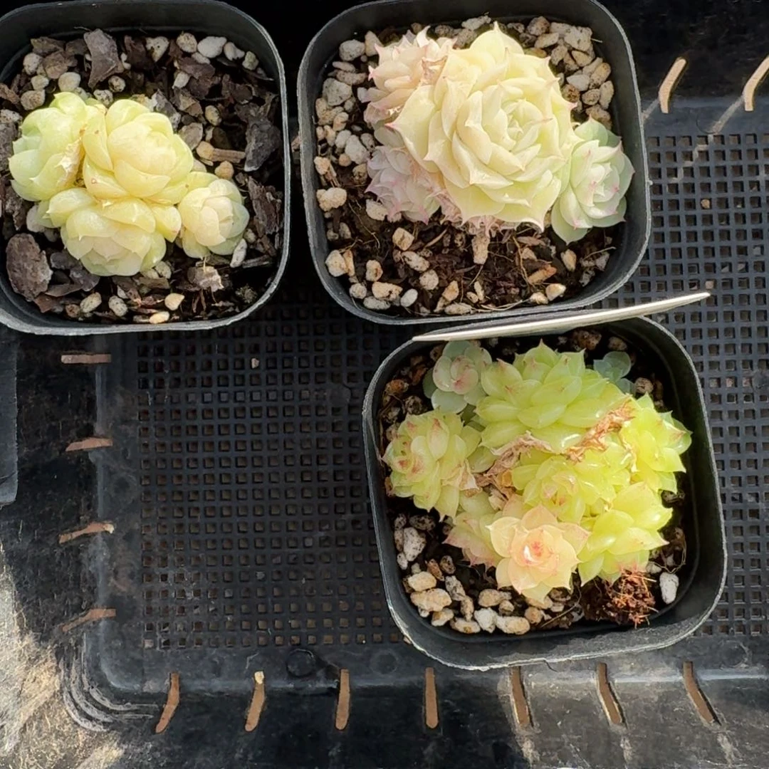 芥***事1229-21-麦杆打包走一组