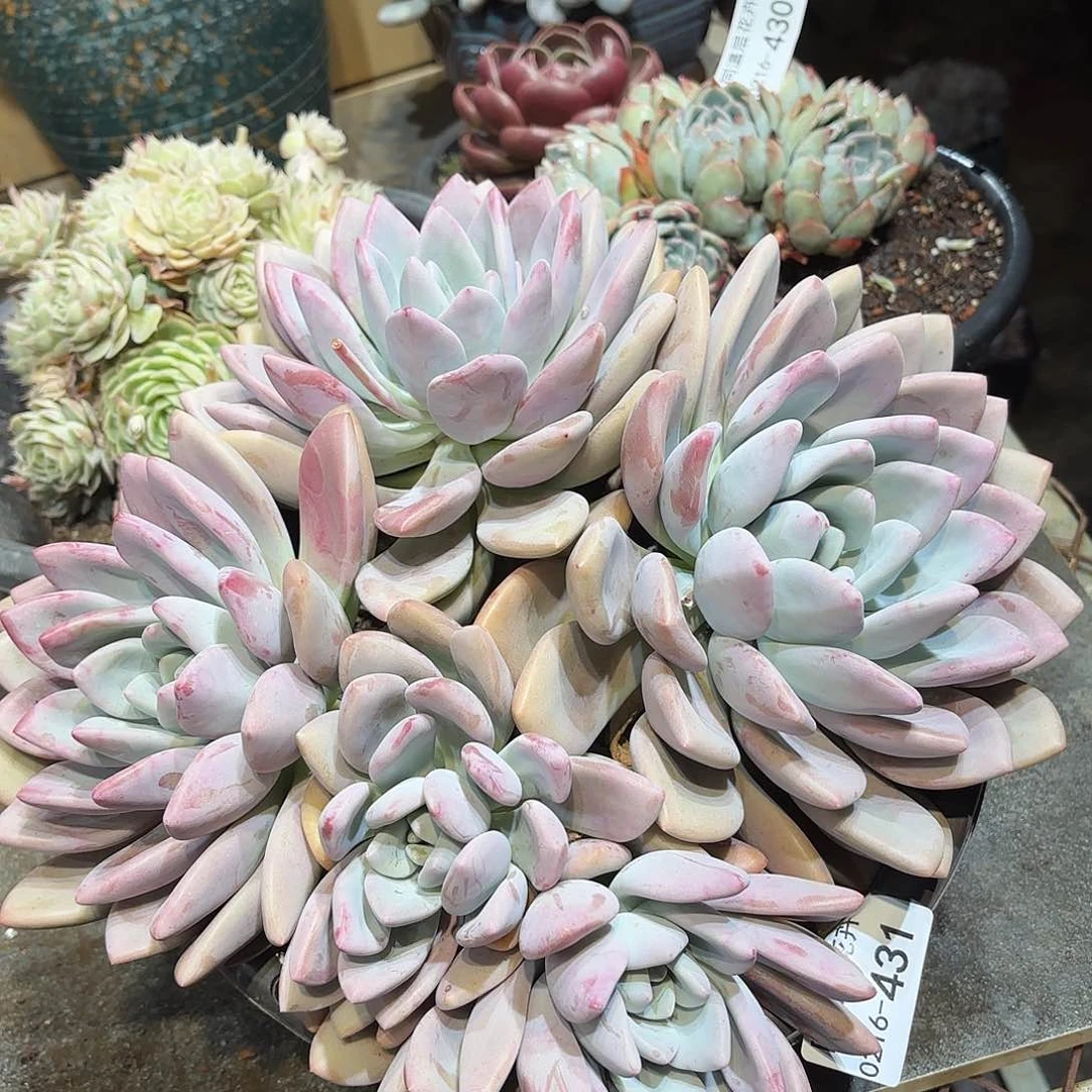 同温层多肉奥普431