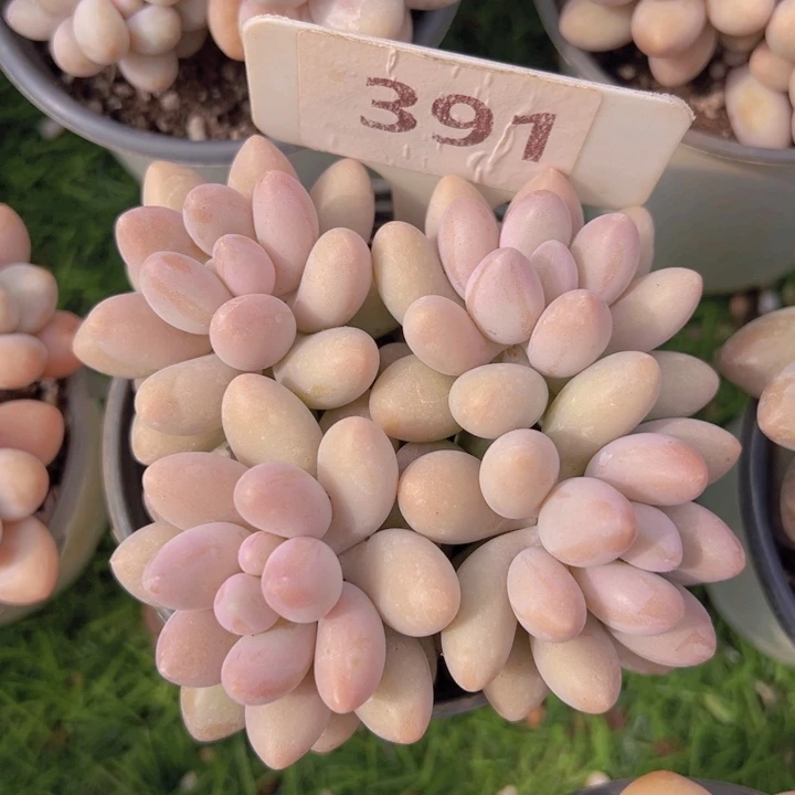 健健康康平平安安