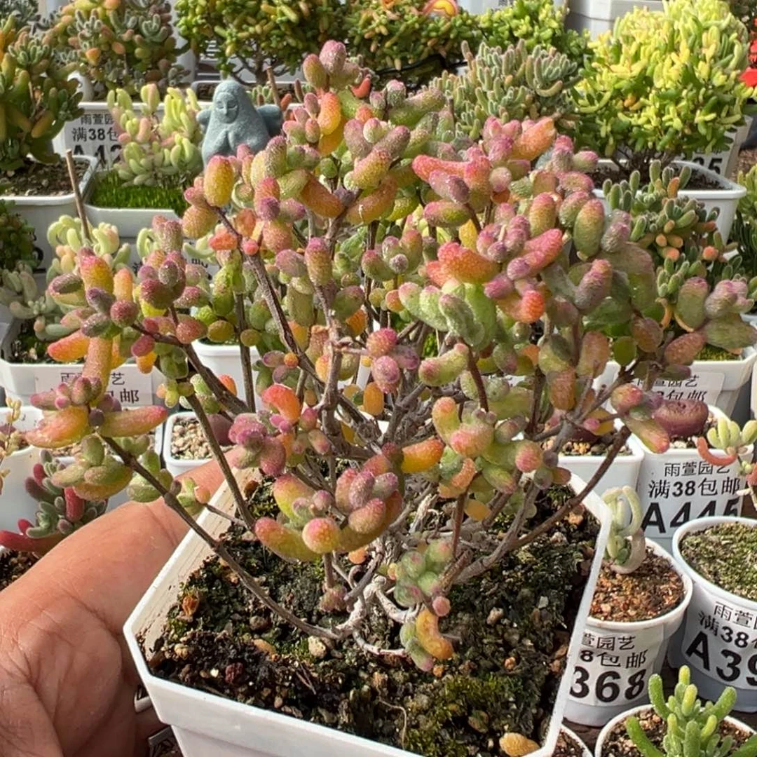 23-466枝干番杏多肉糖球白糊斑锦2年老桩七方盆一物一拍