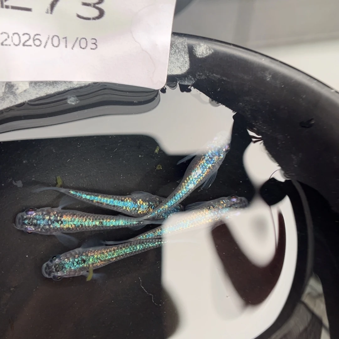 青鳉鱼273海王星无背鳍五尾