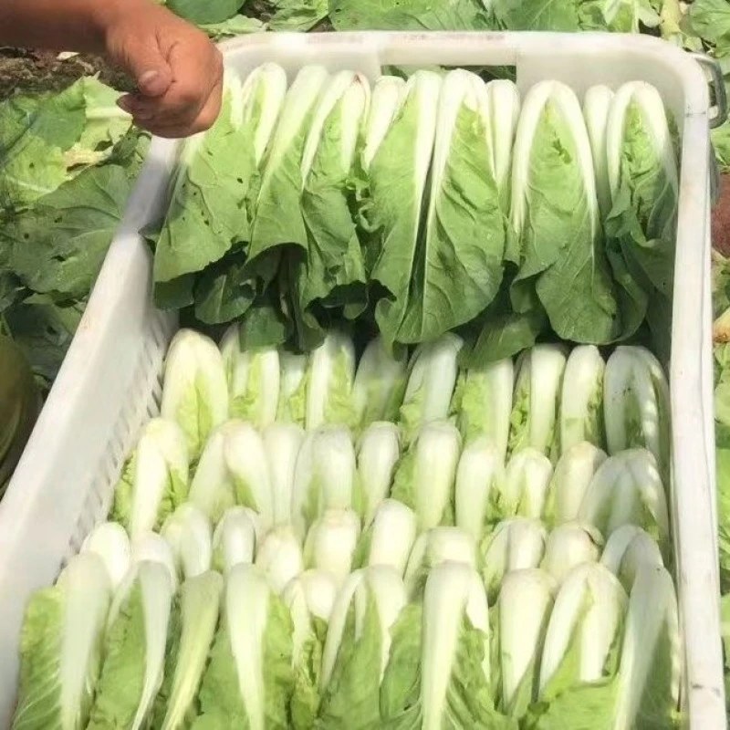 云南高山小白菜新鲜黄白嫩白绿叶菜小白菜青菜奶油小青菜新鲜蔬菜