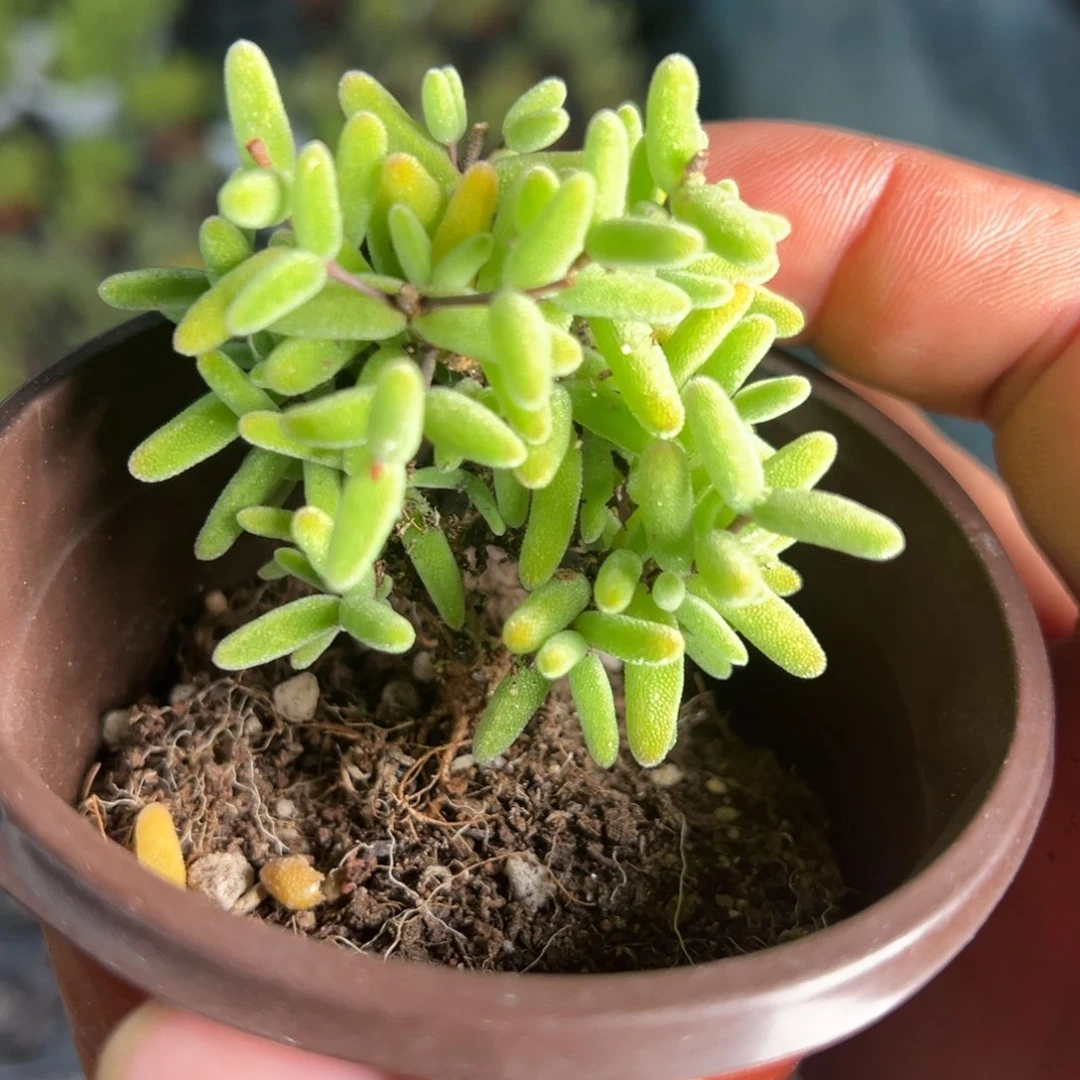 水晶冬瓜90杯老桩福利