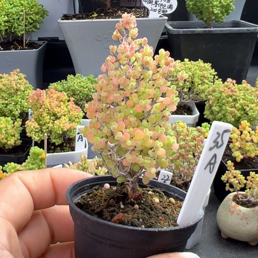 精控蜜橘圣诞款35号