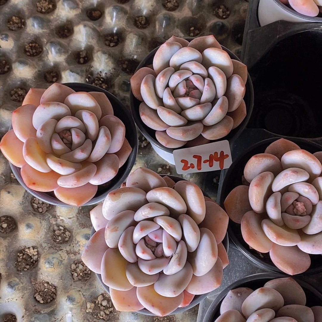 2.7-14-胖粉兔大单头一颗 量拍