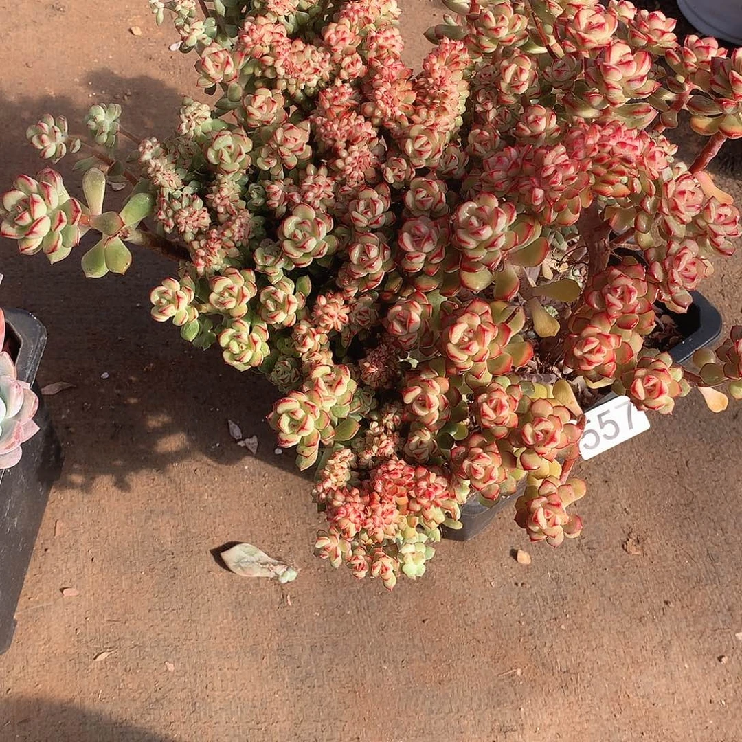 557 一物一拍多肉