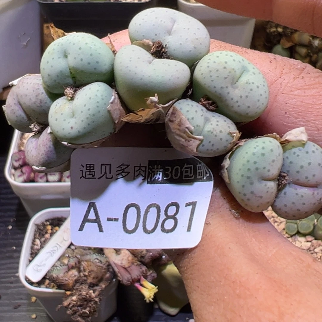 多肉植物111111111111