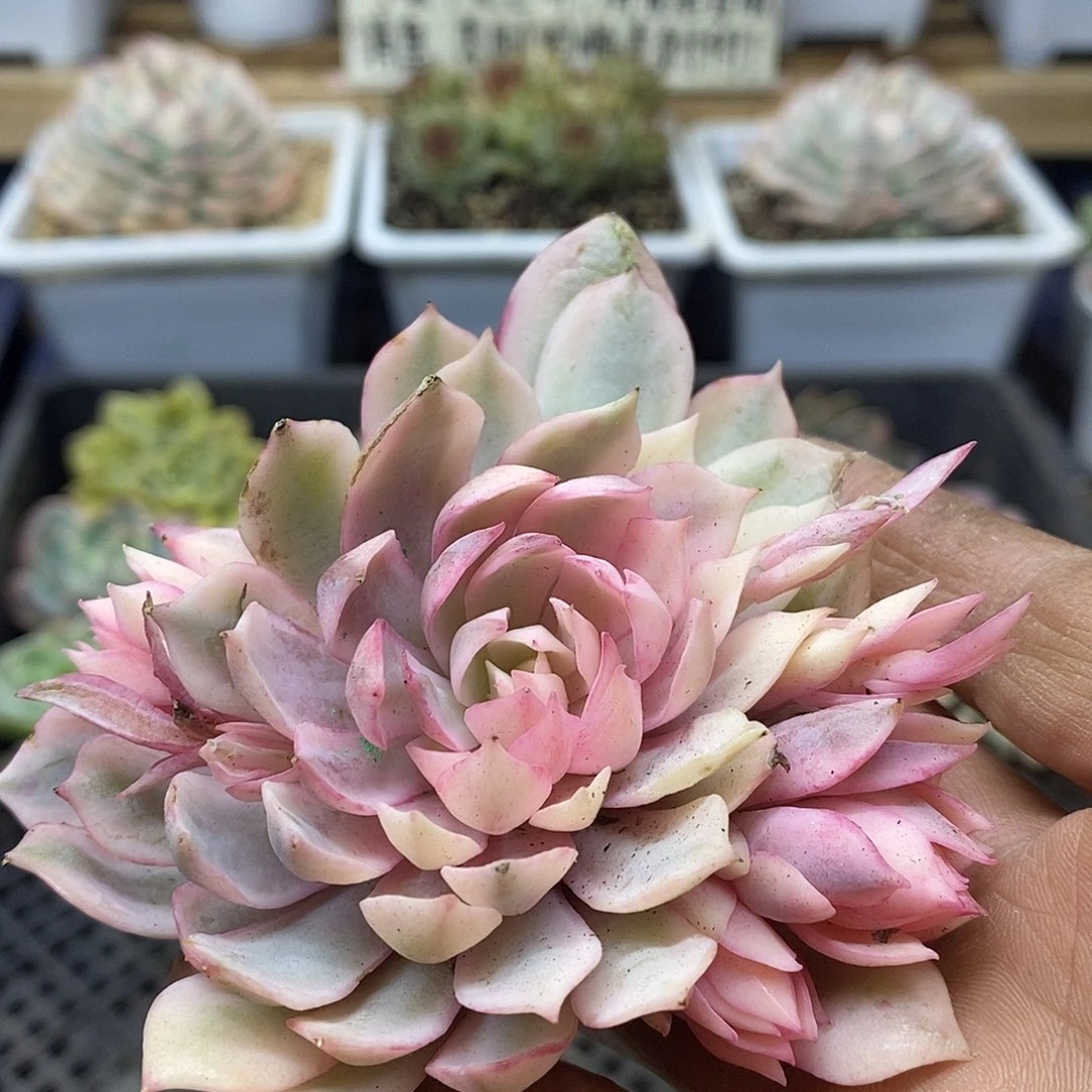 13144 粉蝶锦自然群头盖