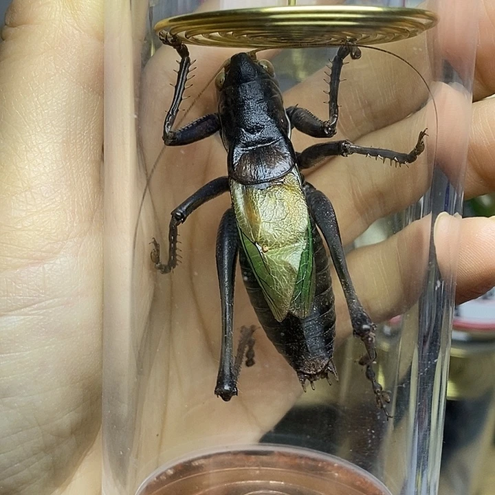 蟋蟀55-155单派大星