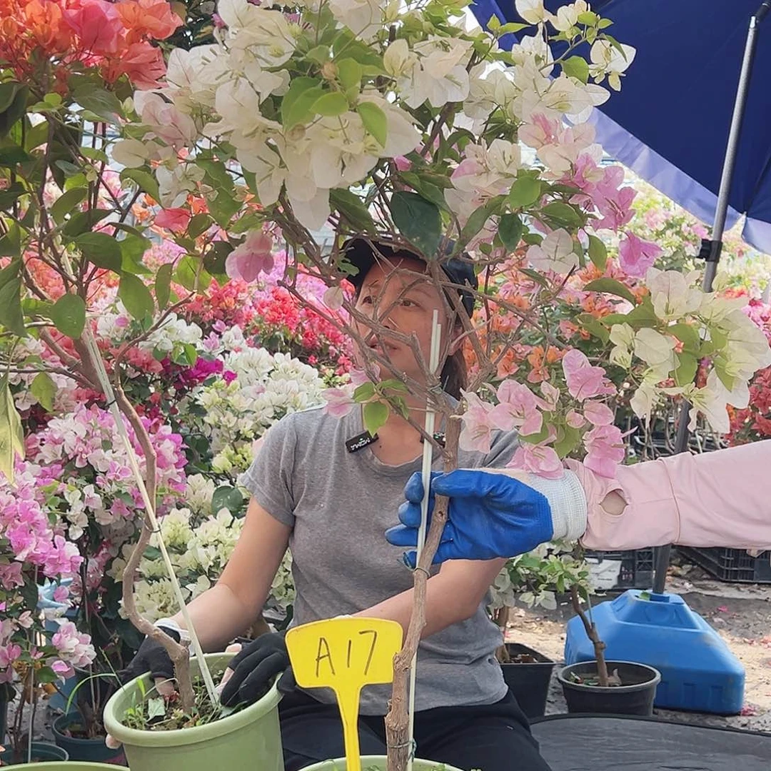 小***言大部分花苞少量开放A17广红樱