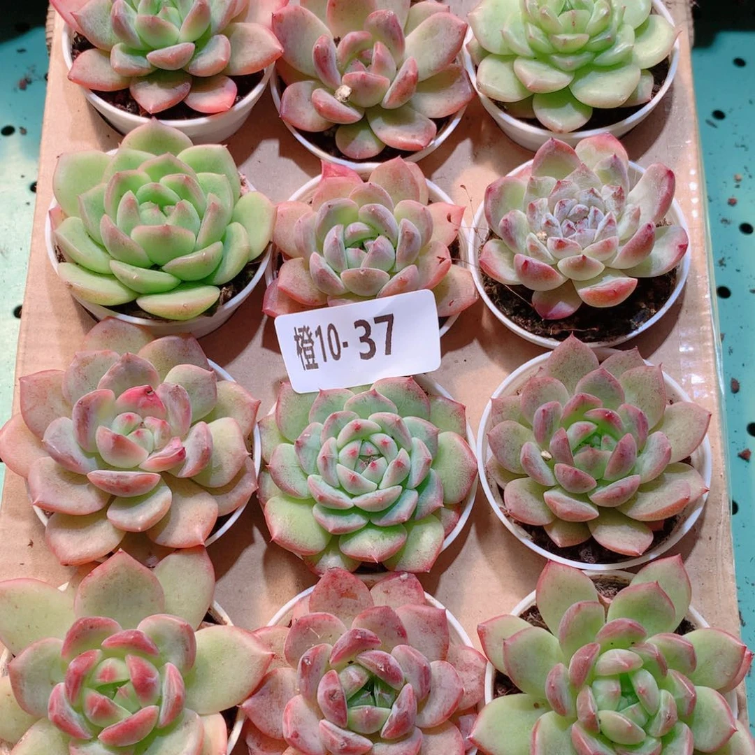 10-37一物一拍多肉带盆18颗