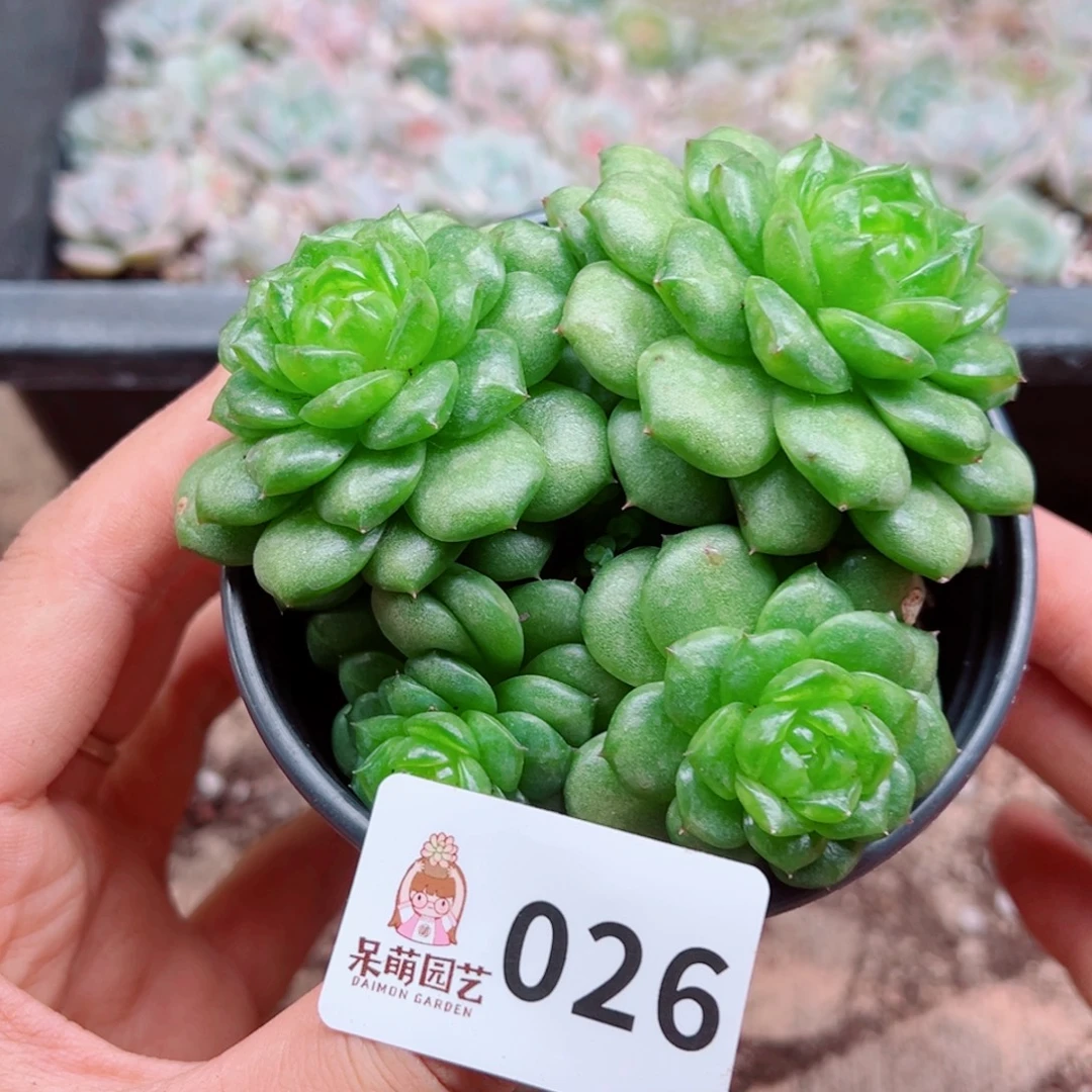 多肉植物多肉植物