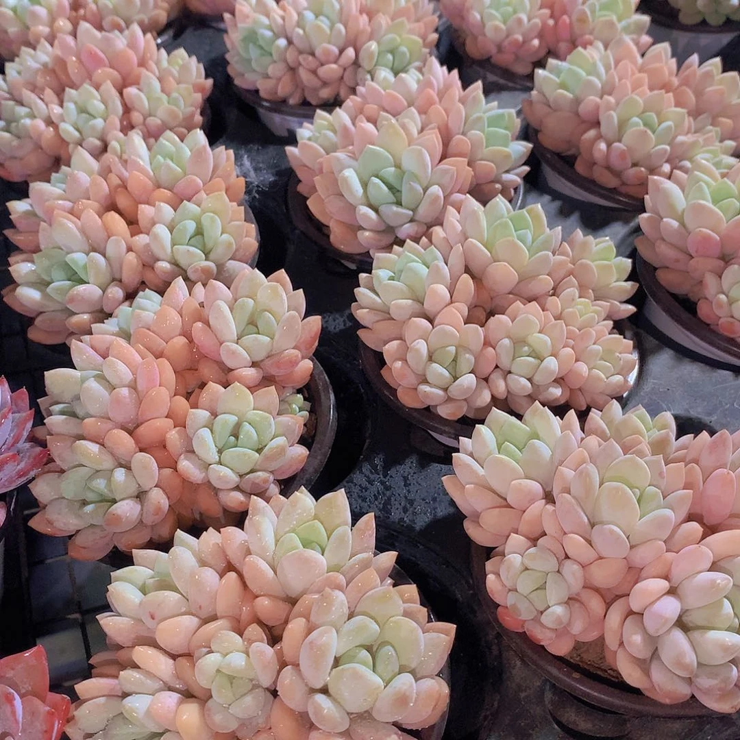 相思雨3356789900000