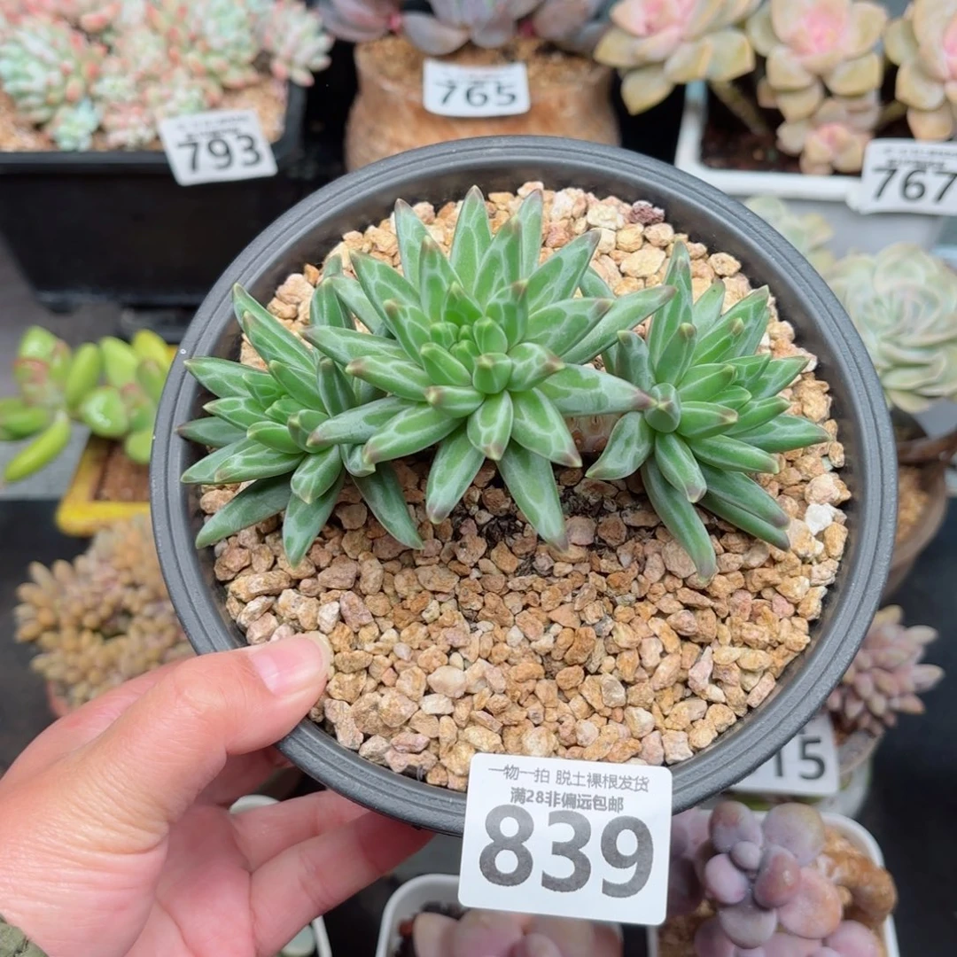 梵高多肉无盆土发货
