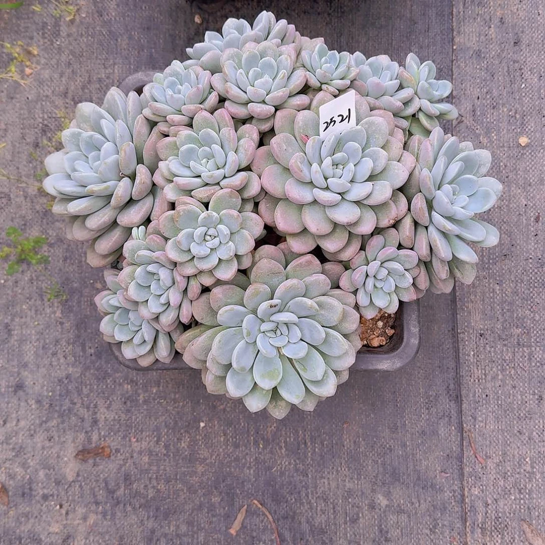 来***张2521貂蝉多肉植物