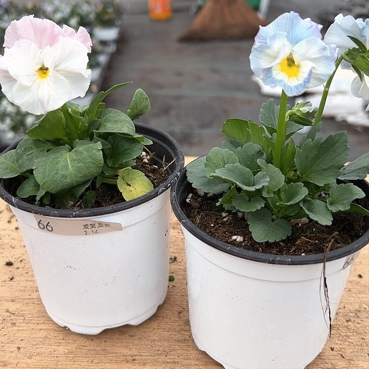 红陶抖音直播闪拍66