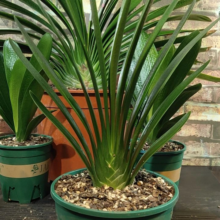 完全开放111111111