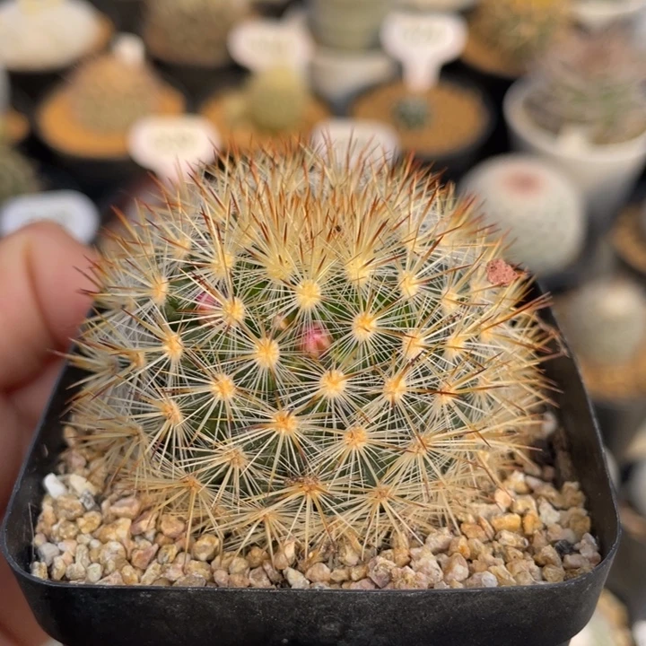 刘氏乳突          实生根