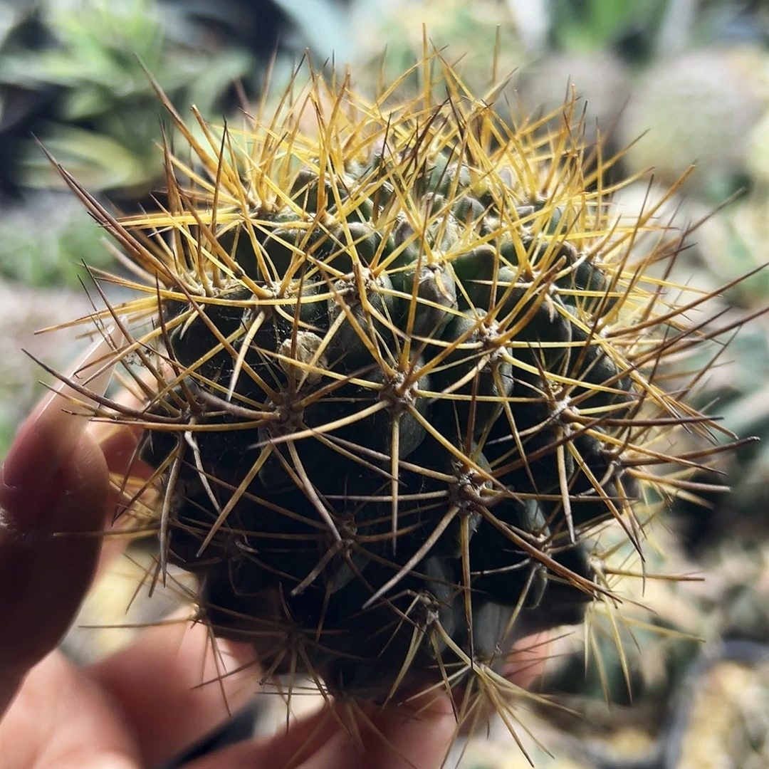 极光有根仙人球666666