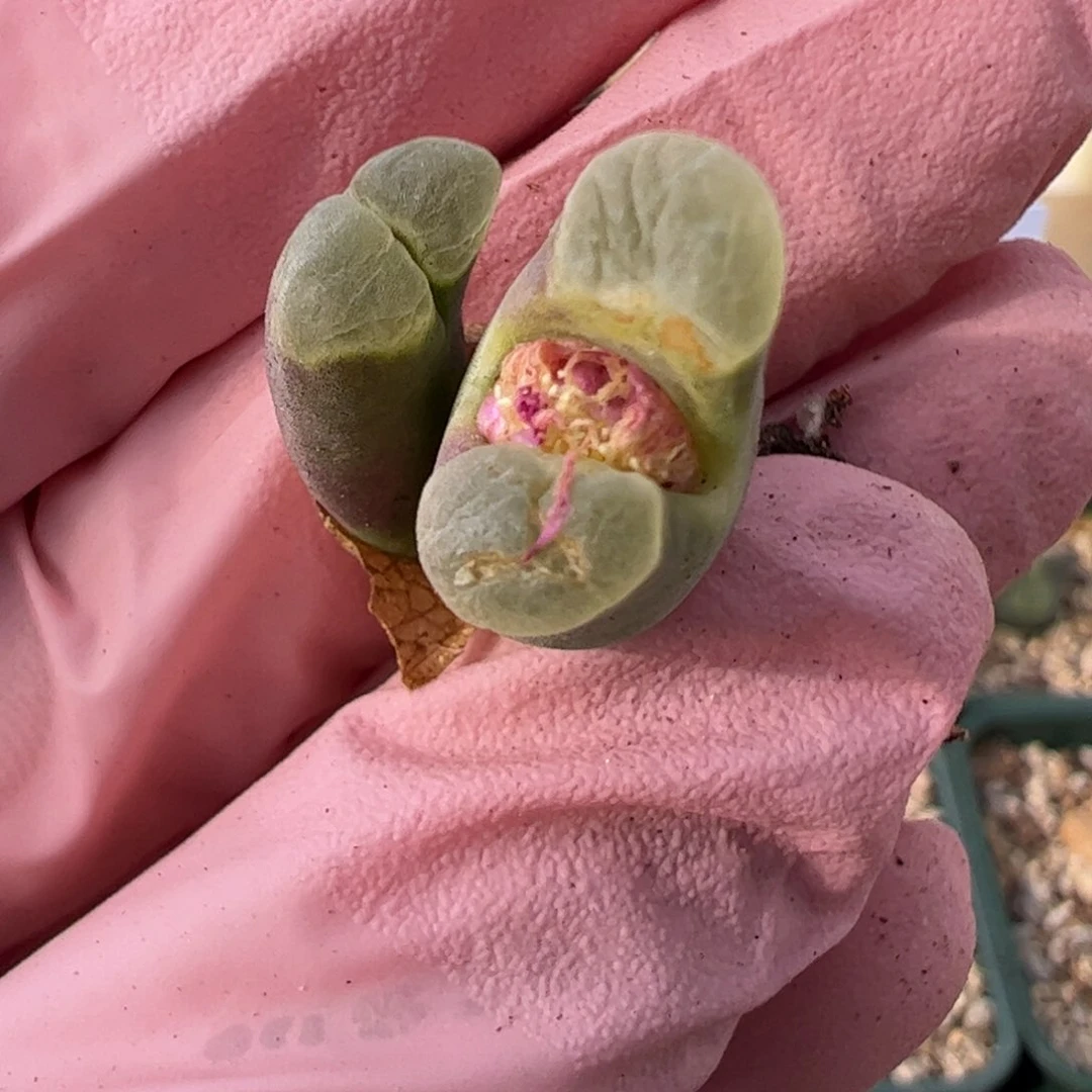 837 好看的多肉冲冲冲q