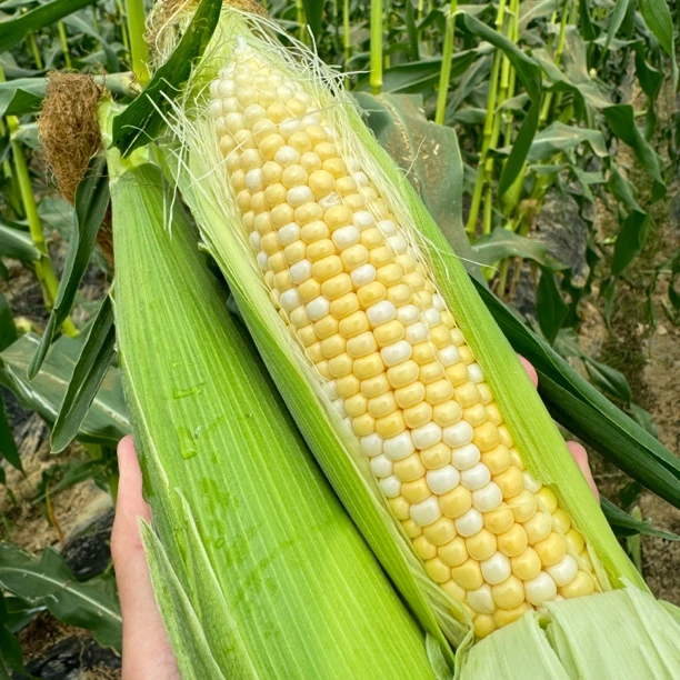 【顺丰到家】自然生态冰淇淋玉米生食鲜嫩鲜甜无渣（加送一斤）