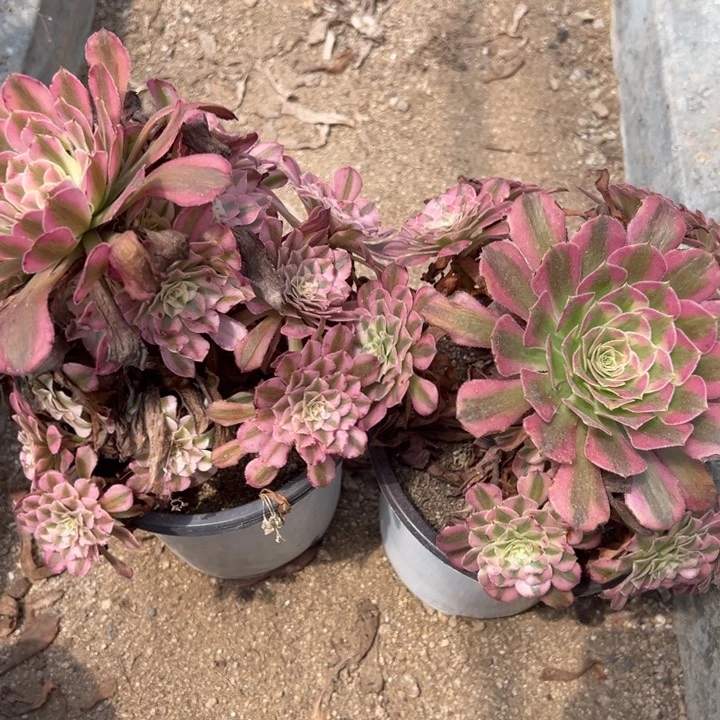 红铜超白两颗组多肉植物量