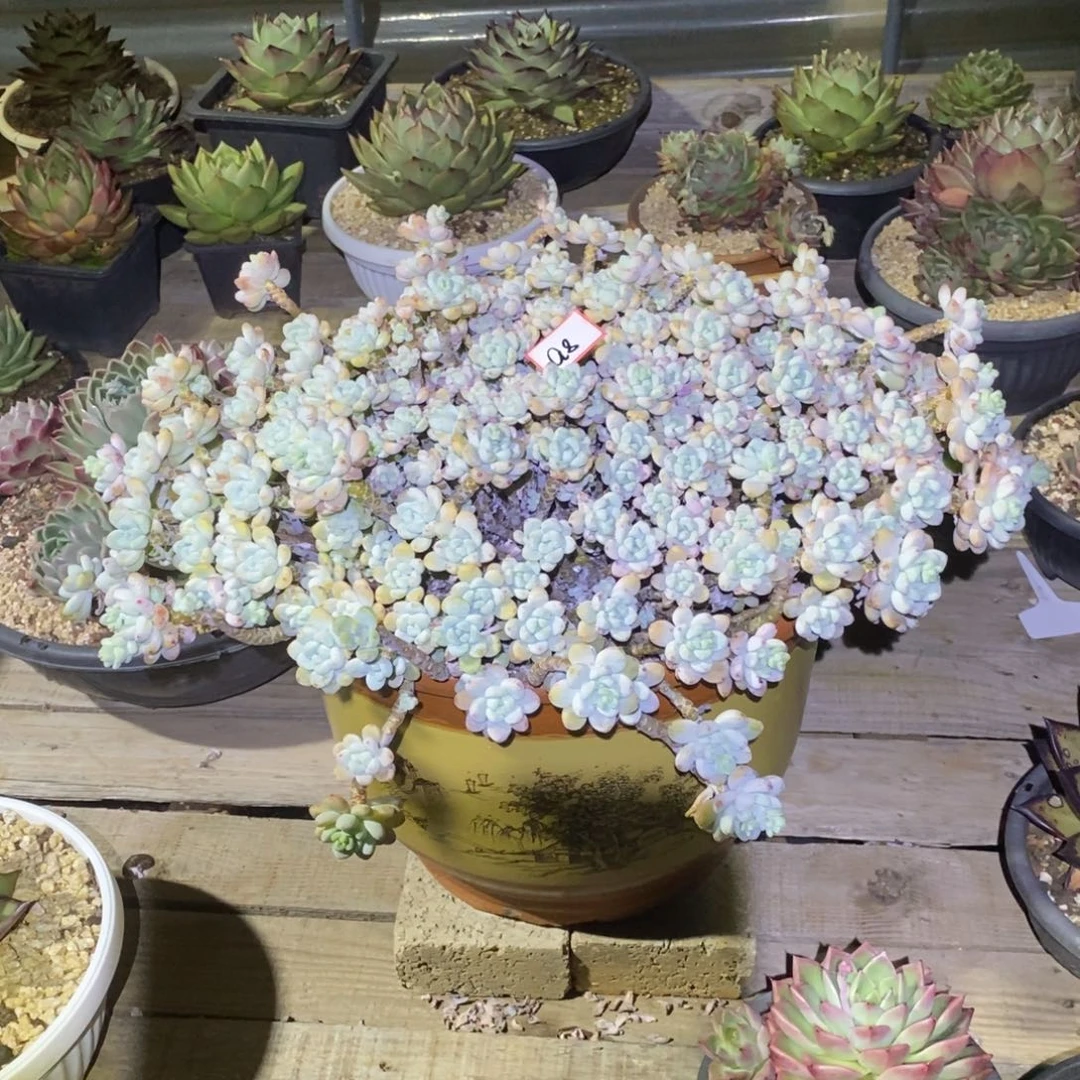 万**红福利大漏a8