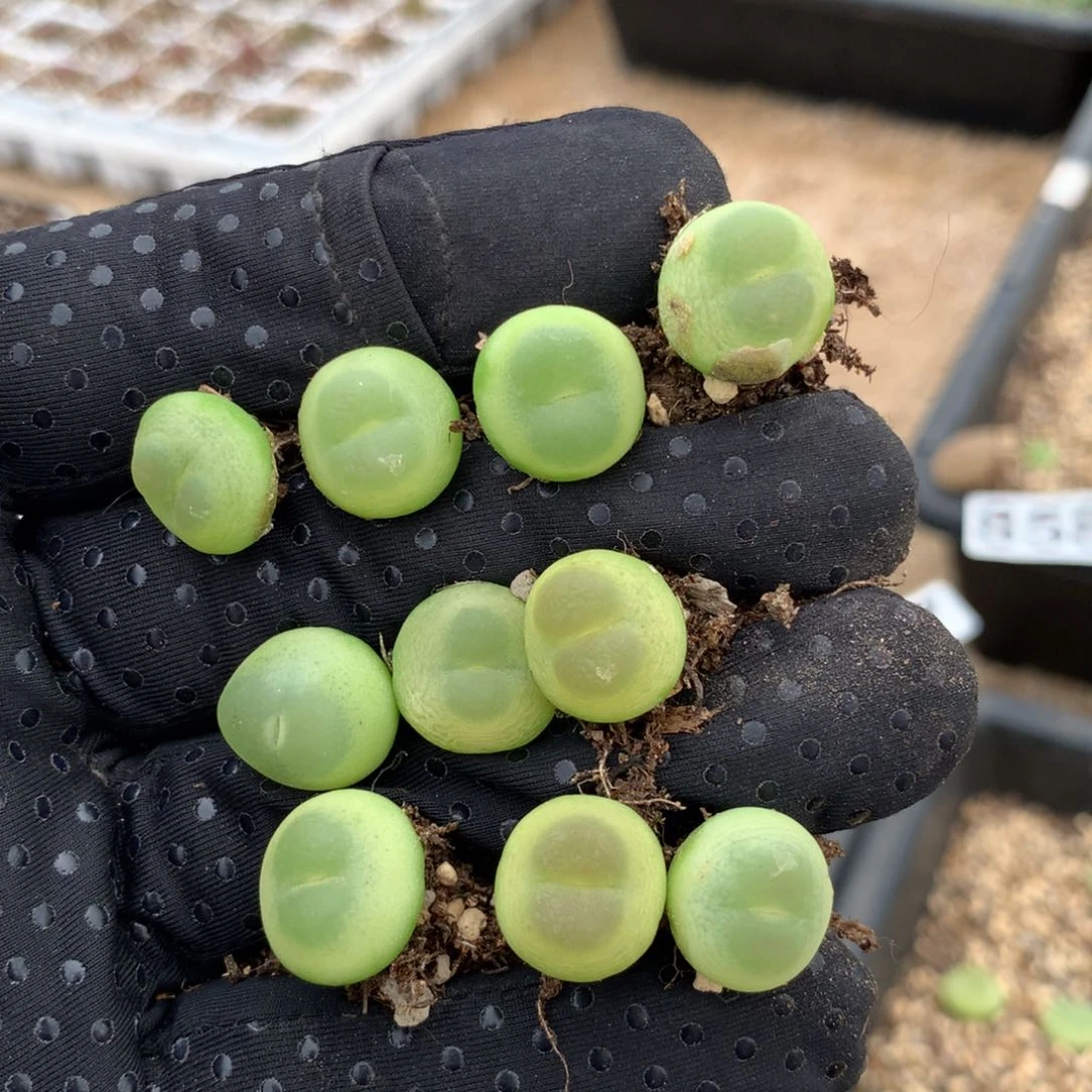 景*?884紫皮拉登10颗