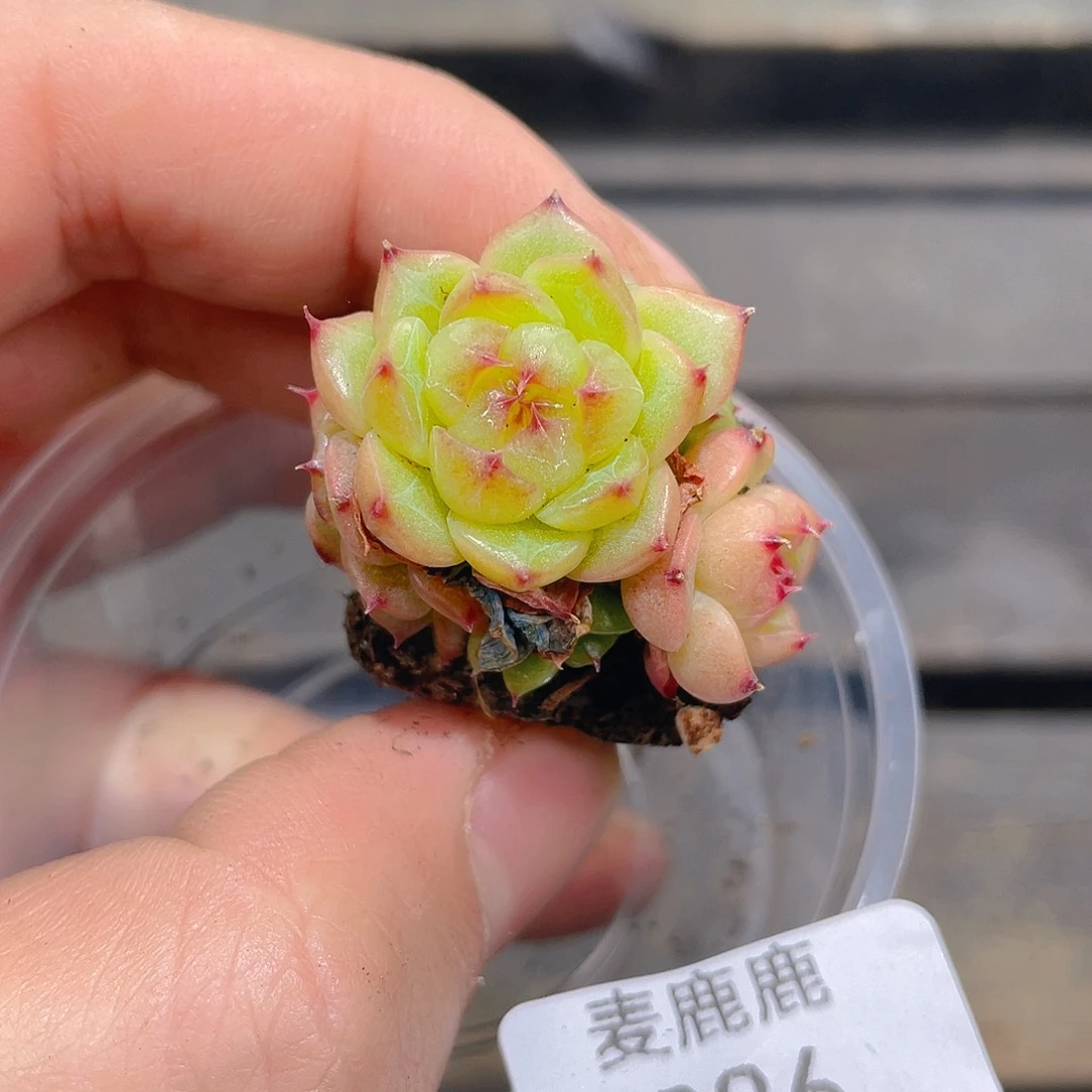 痕***迹285。定。