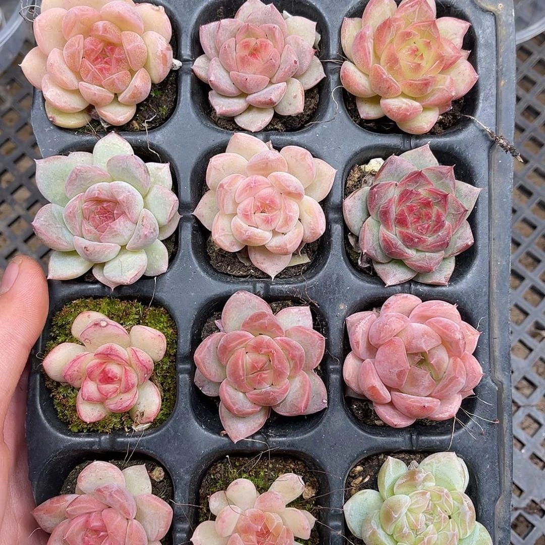 多肉一物一拍5-107