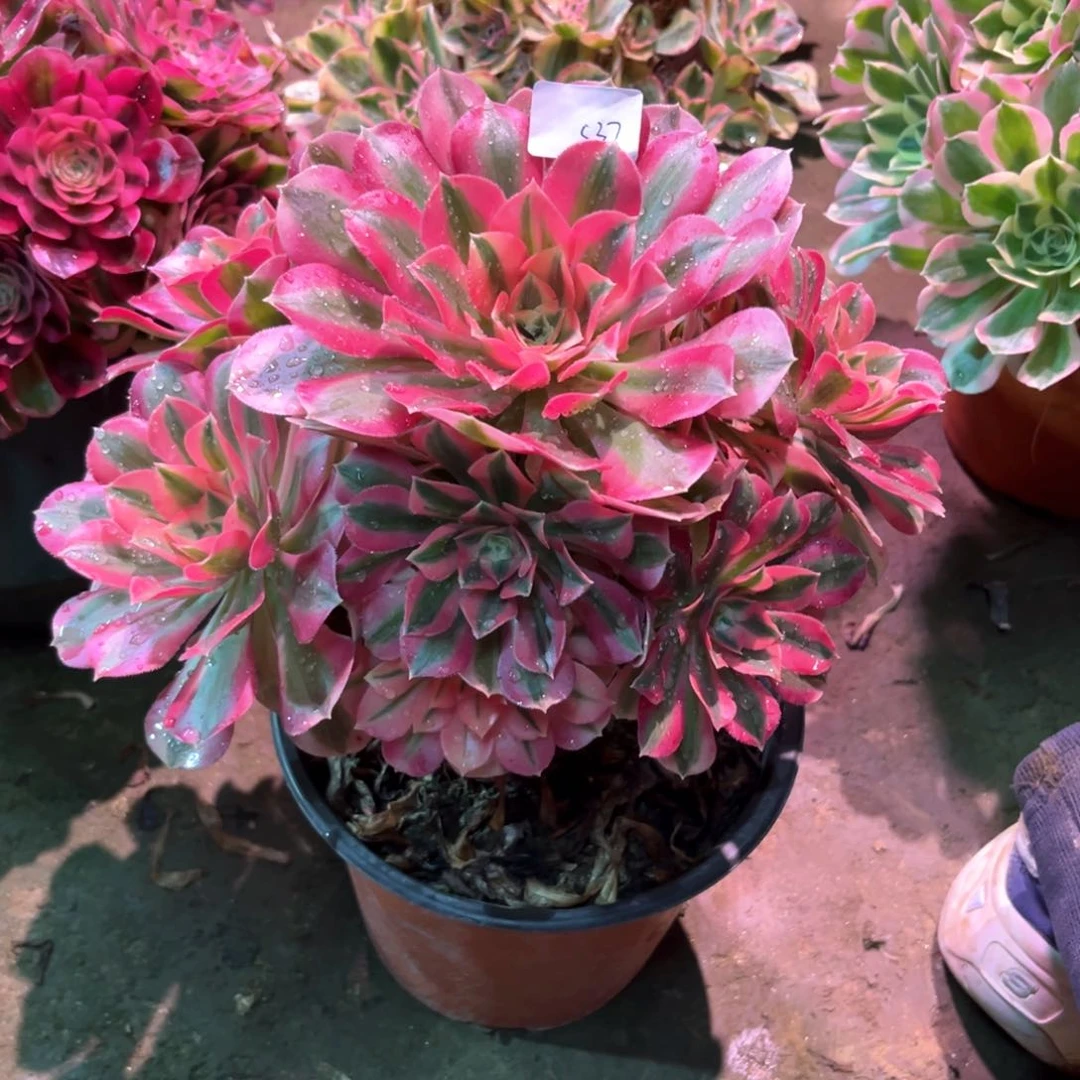 多肉植物女巫537