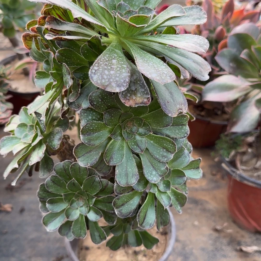 拉丝锦多肉678满28包邮断枝不包