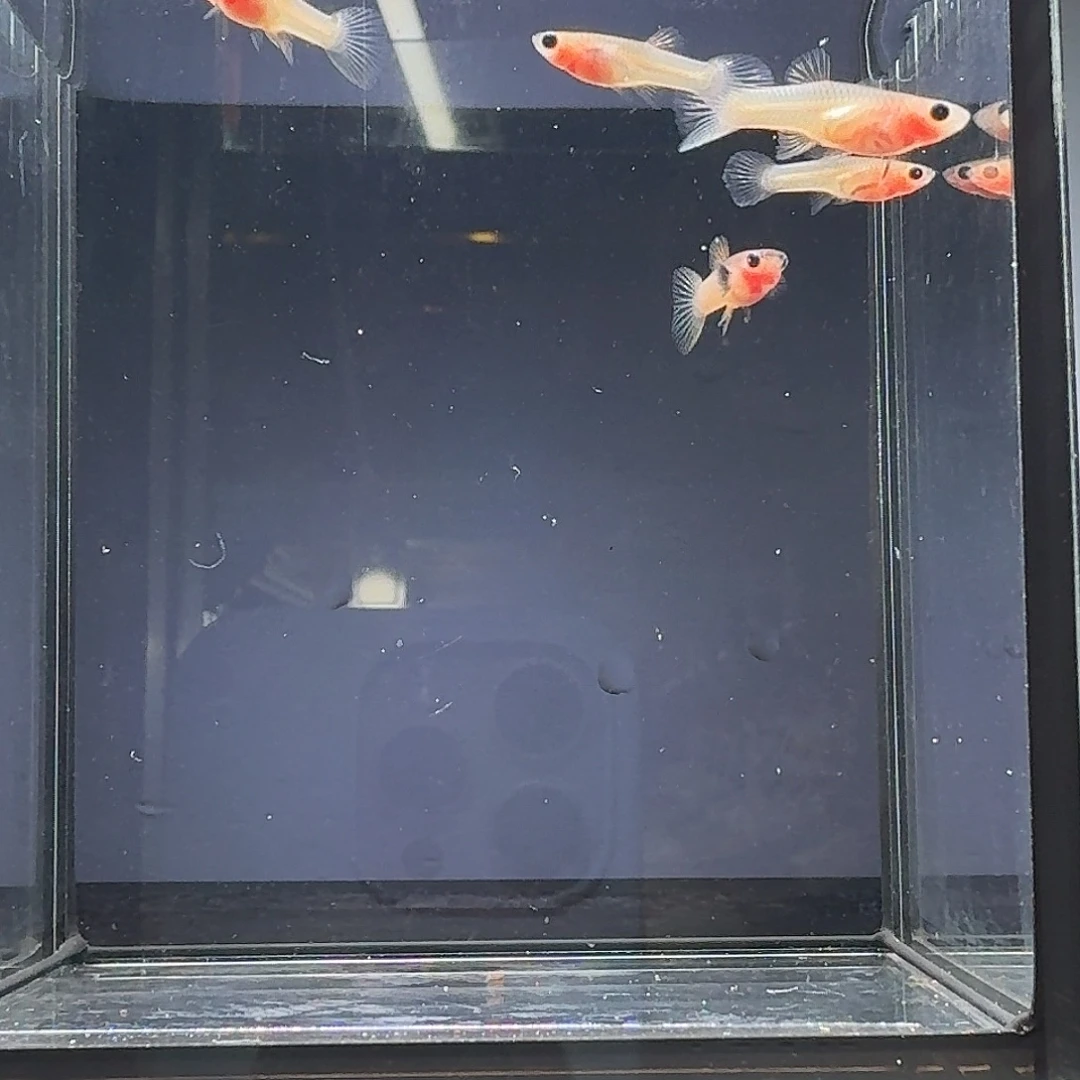 孔雀鱼粉猫小亚成5条