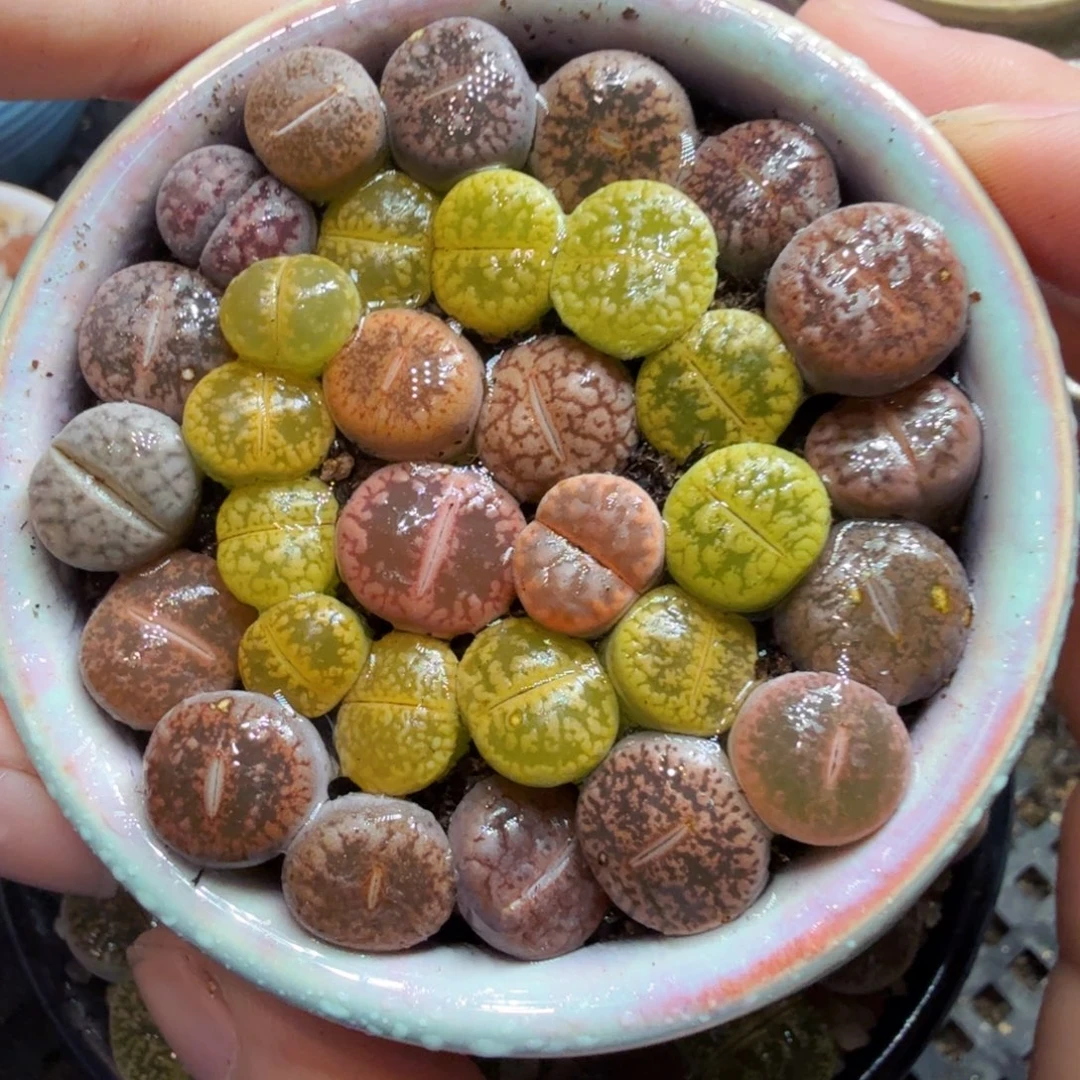 多肉葡萄的味道真的很好750