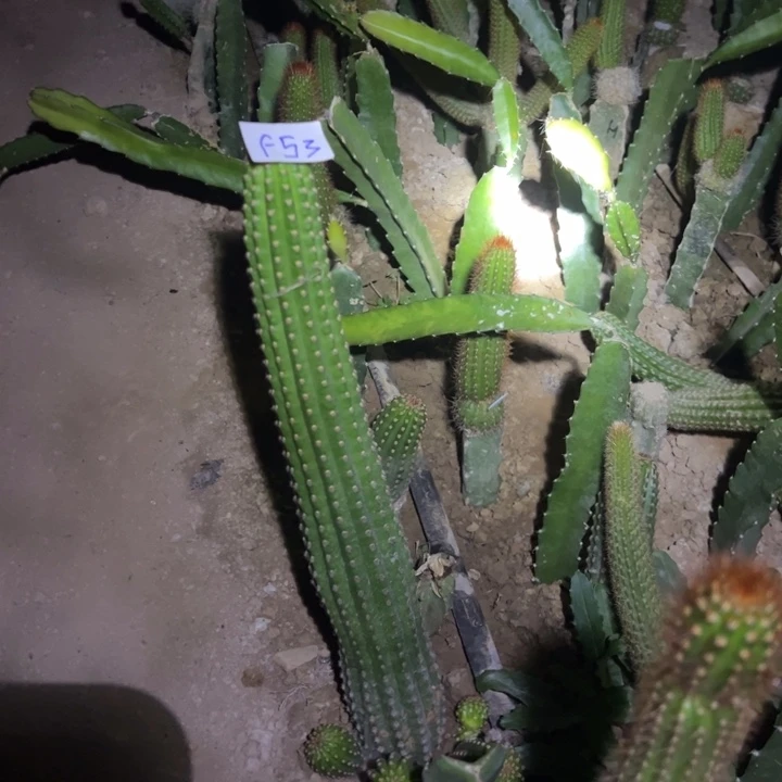 随***缘F53金妞大富贵一颗60