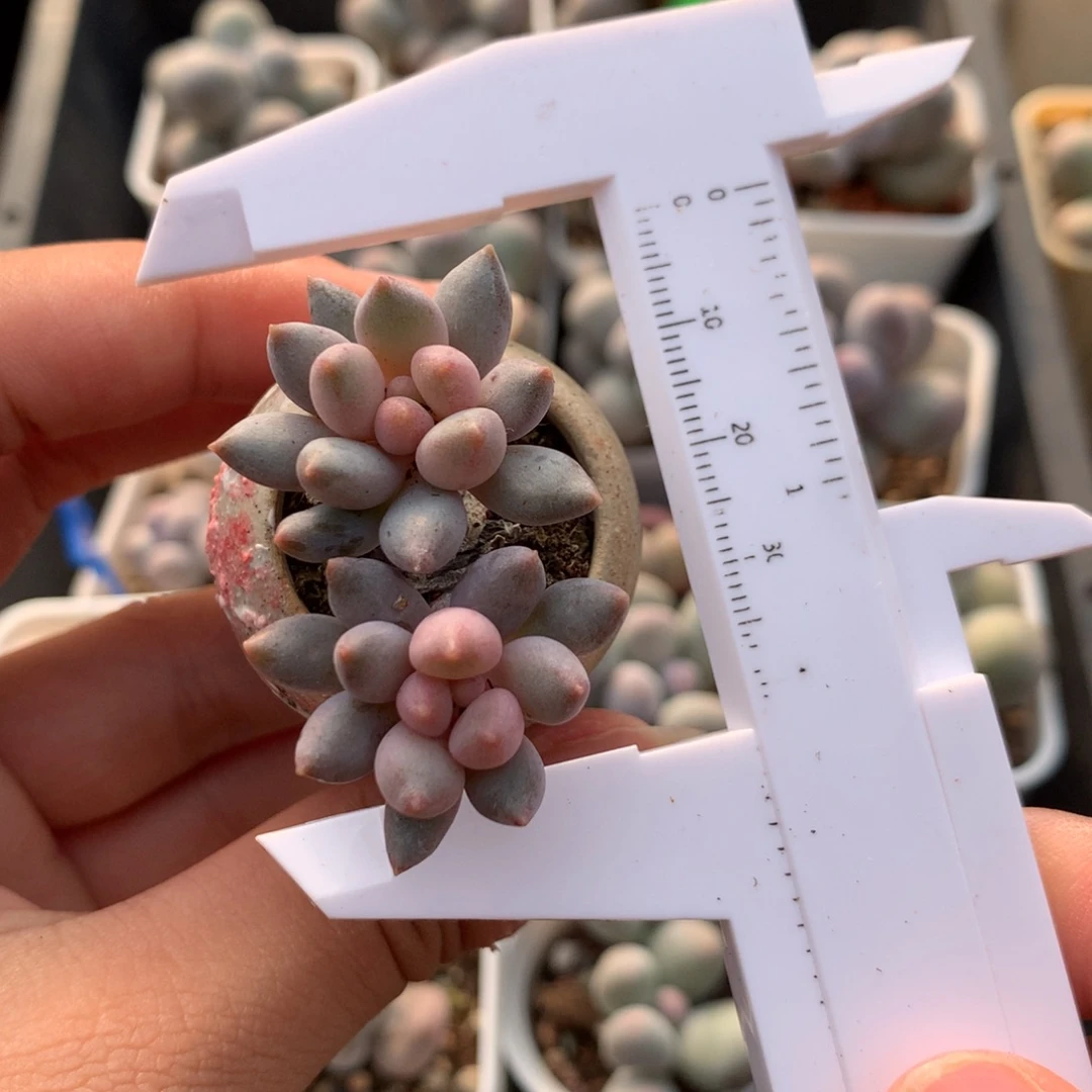 新品蓝莓奶酪多肉植物